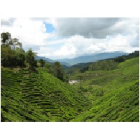 boh tea plantation.JPG